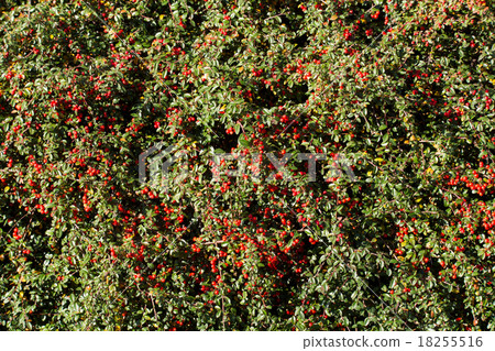 autumn background with red gaultheria 18255516