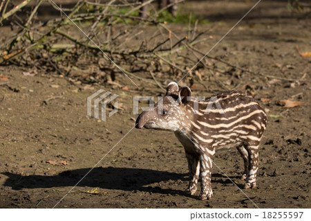 baby of the endangered South American tapir 18255597