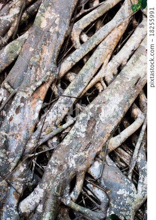 Root on the Stone thailand Root on the Stone thailand 18255991