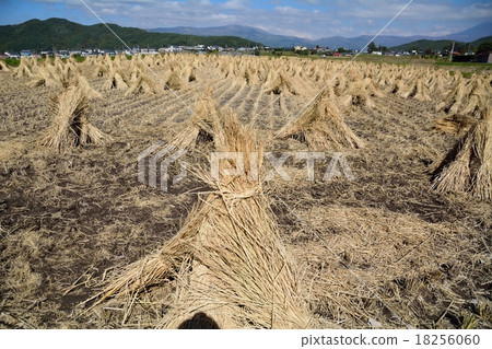 收穫後的田地 18256060