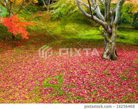 在Tofukuji寺廟的疏散秋葉 在Tofukuji寺廟的疏散秋葉 18256468