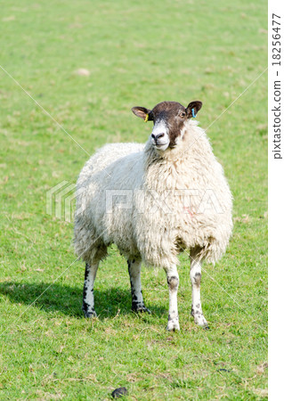 A sheep of black face nestling in the meadow A sheep of black face nestling in the meadow 18256477