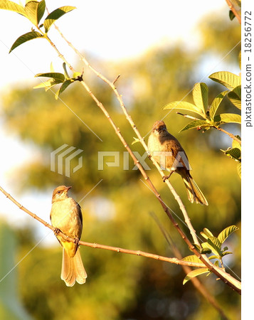 little brown birds on guava tree in nature outdoor little brown birds on guava tree in nature outdoor 18256772