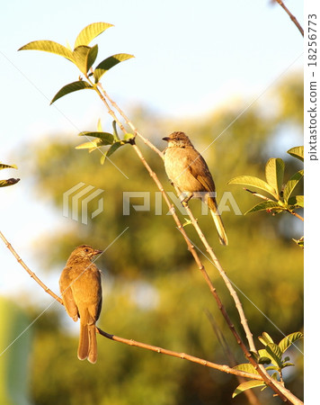 little brown birds on guava tree in nature outdoor little brown birds on guava tree in nature outdoor 18256773