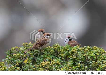 Sparrow 18256835
