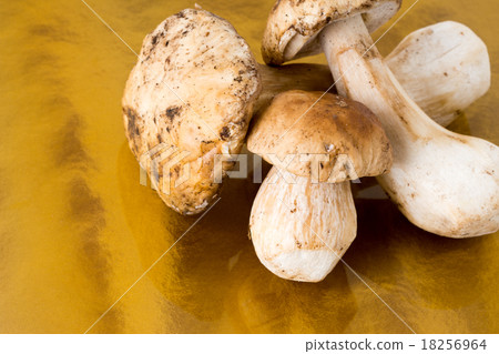 Porcini 18256964