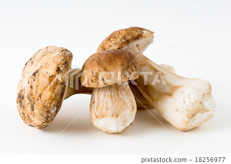 牛肝菌 18256977