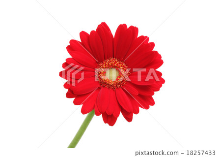 紅色非洲菊花卉 18257433