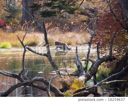 Japanese Deer (Nikko City, Senjogahara) 18259637