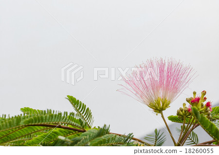 Nemnoki flower 18260055