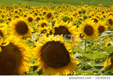 Sunflower Sunflower 18260616