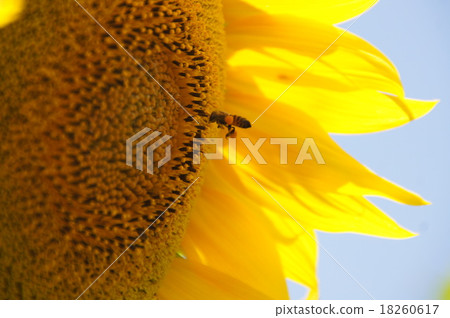 Sunflower Sunflower 18260617