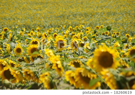 Sunflower Sunflower 18260619