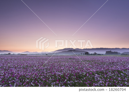 早晨開花在黎明 18260704