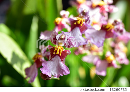 Onsijm·Orthoricom Cam 18260783