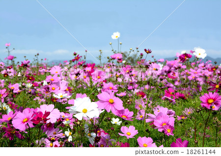 Cosmos flowers 18261144