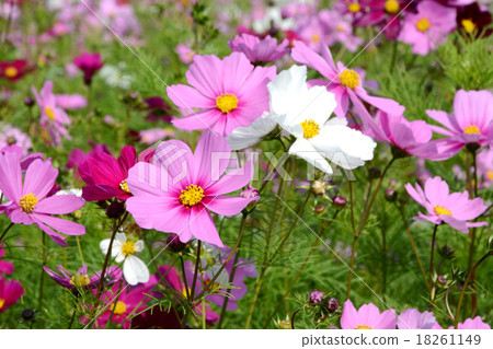 Cosmos flowers 18261149