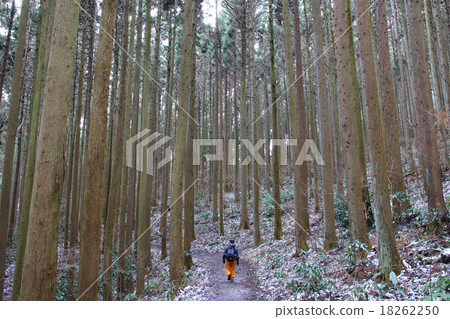雪松森林 18262250