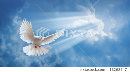 Valentine heart made of corals  18262347