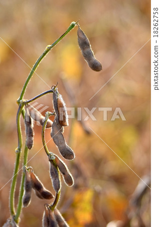 Soybean of the harvest season Soybean of the harvest season 18262758