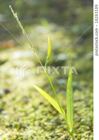 野草 野草 18263189