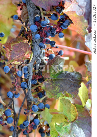 Fruit of wild grapes 18263327