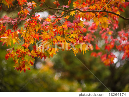 autumn leaves, very shallow focus 18264174