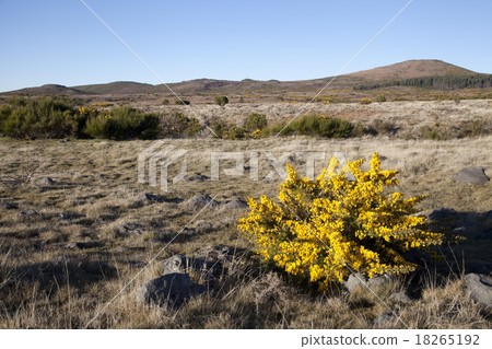 Highland plateau Paul da Serra, Madeira 18265192