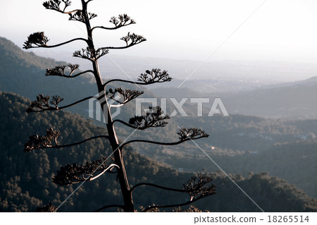 Beautiful valley 18265514