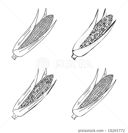 Hand drawn illustration of corn Hand drawn illustration of corn 18265772