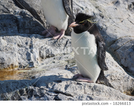 Leisurely relaxing Iwatobi penguin at the Kasai Waterfront Garden 18266813