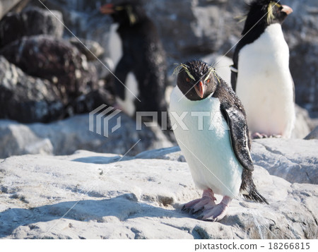 Leisurely relaxing Iwatobi penguin at the Kasai Waterfront Garden 18266815