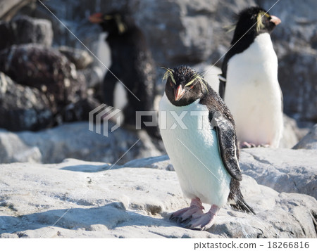 Leisurely relaxing Iwatobi penguin at the Kasai Waterfront Garden 18266816