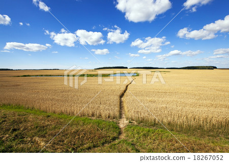 agricultural field agricultural field 18267052