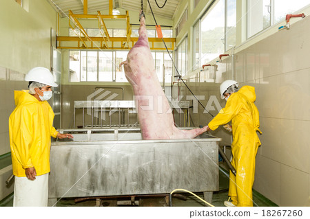Pork Carcass Being Lowered Into The Scalding Tub Pork Carcass Being Lowered Into The Scalding Tub 18267260