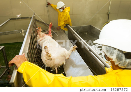 Workers Operating A Hair Removing Machine 18267272