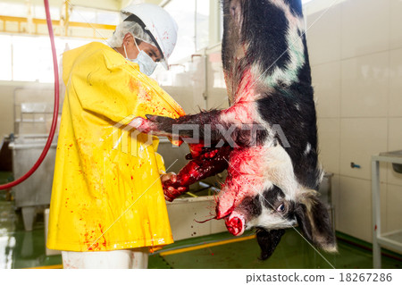 Red Meat Industry Pork Sticking Process Red Meat Industry Pork Sticking Process 18267286
