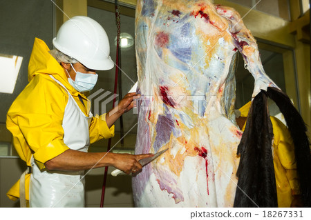 Cattle Skinning Operation In A Slaughterhouse Cattle Skinning Operation In A Slaughterhouse 18267331