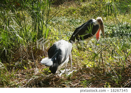 African Bald Stork African Bald Stork 18267345