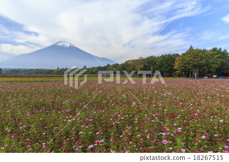 富士山 18267515