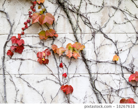 Dead ivy thicket Dead ivy thicket 18267618
