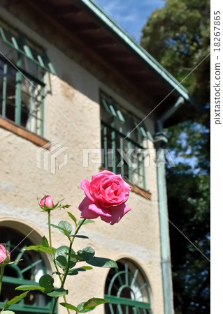 玫瑰（Yokohama Yamate Behrick Hall） 18267865