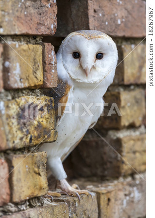 Barn Owl Looking Out of a Hole in a Wall Barn Owl Looking Out of a Hole in a Wall 18267967