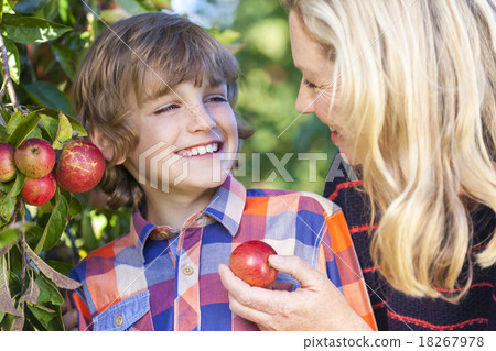 Mother Son Woman Boy Child Picking Eating Apple 18267978