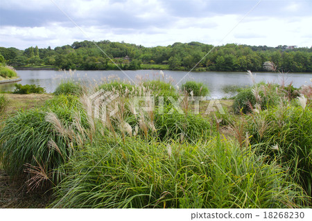 縣立有馬富士公園（福島太平和Susuki）/兵庫縣三田市的秋天風景 18268230