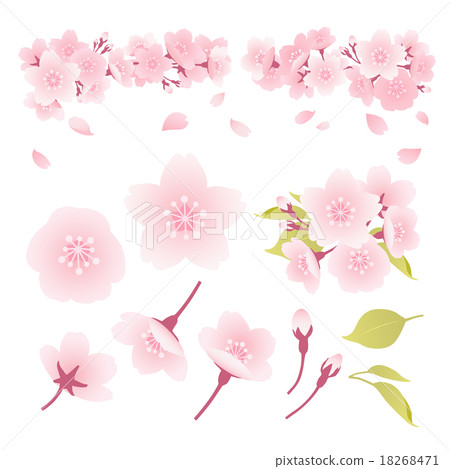 Sakura Illustration Stock Illustration