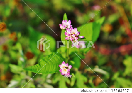 Mizosoba Mizosoba 18268737