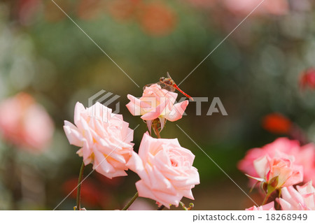 玫瑰·紫羅蘭卡森和蜻蜓在金代植物園 玫瑰·紫羅蘭卡森和蜻蜓在金代植物園 18268949
