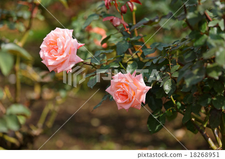 金代植物公園的玫瑰之花·紫羅蘭卡森 金代植物公園的玫瑰之花·紫羅蘭卡森 18268951