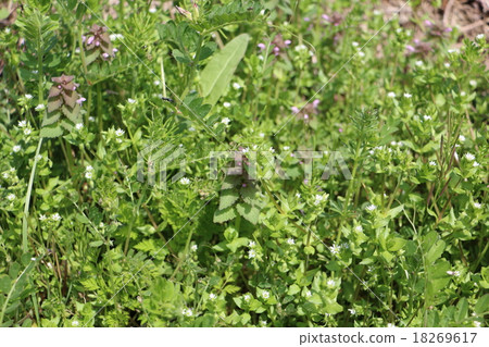 Himeodoricoso, Hakobe and Jahsendo 18269617